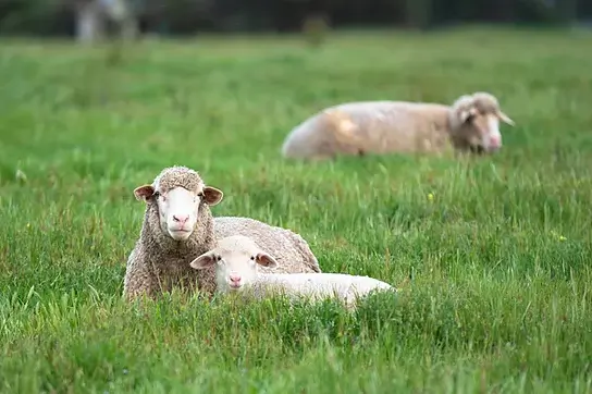 Mum and Baby lamb