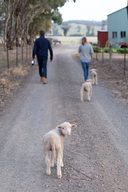 Our Story - Indigo Valley Lamb
