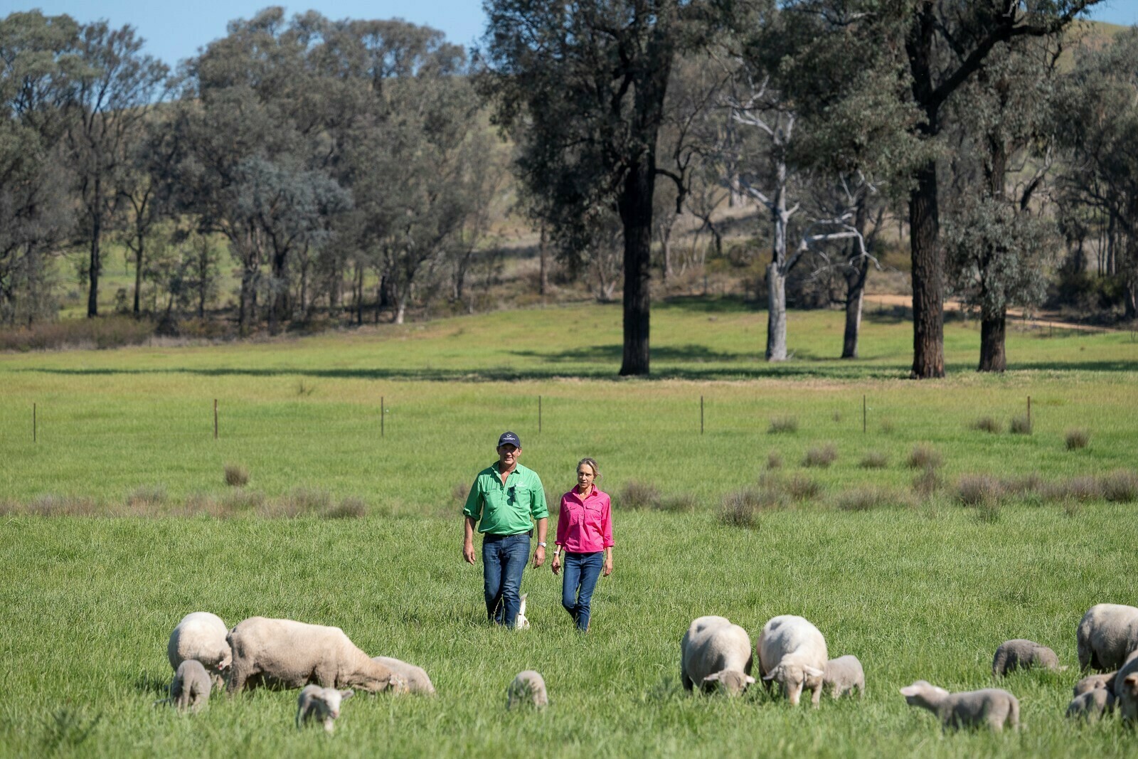 Lambs In Paddock Indigo Valley Lamb - For lovers of lamb. From our paddock to your plate.